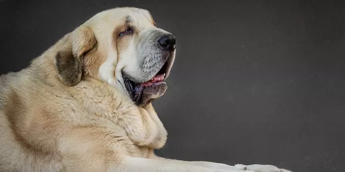 Spanish Mastiff portrait