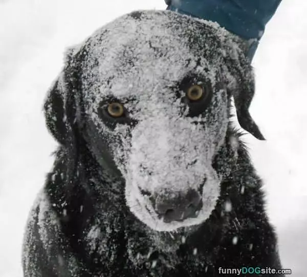 Snow Dog