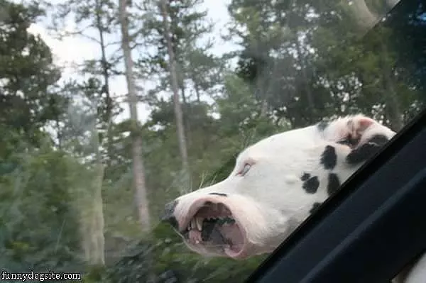 Windy Car Ride