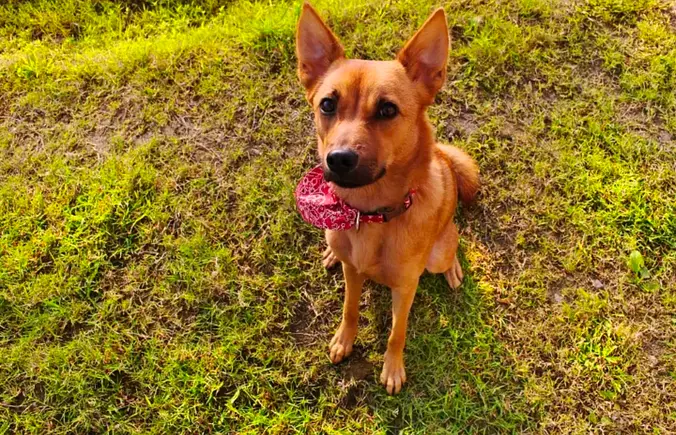 light brown Taiwan dog