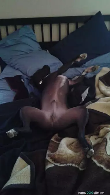 Boomer Taking A Little Nap