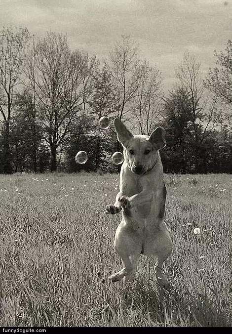 He Likes Bubbles