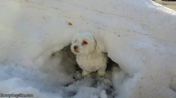 My Snow Fort