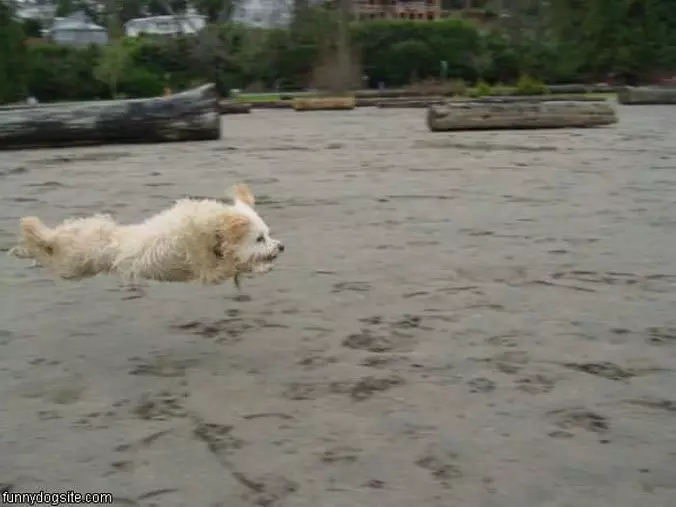 Flying Dog