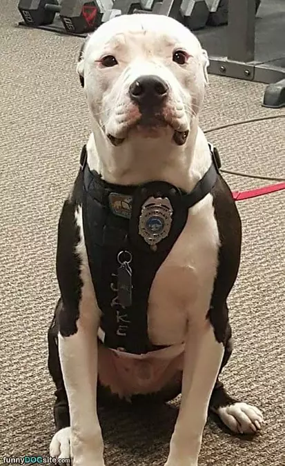 Police Dog