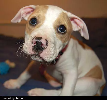 Cute Little Puppy