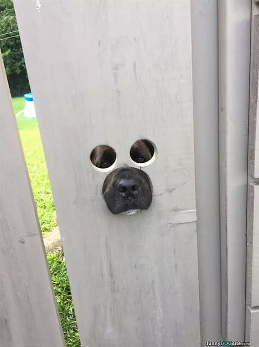 Watching The Birds