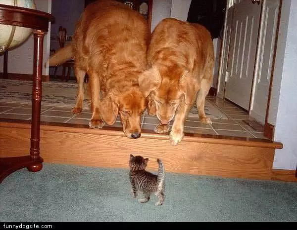 Kitten Vs Two Dogs