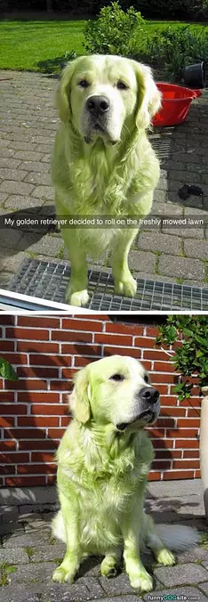 Freshly Mowed Lawn