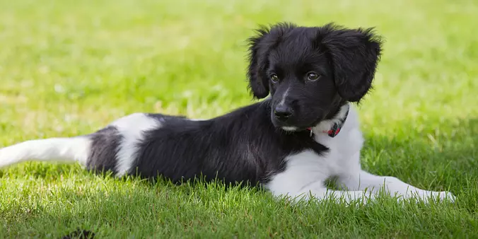Stabyhouns puppy