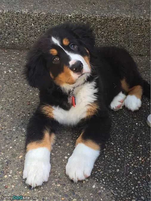 I Has Big Paws