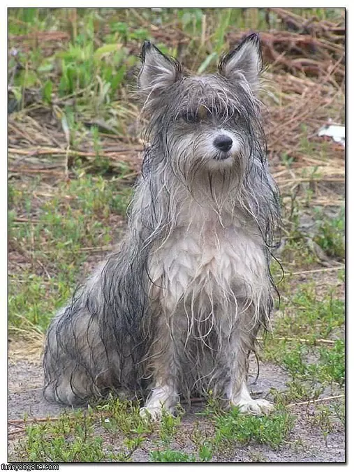 Scruffy Dog