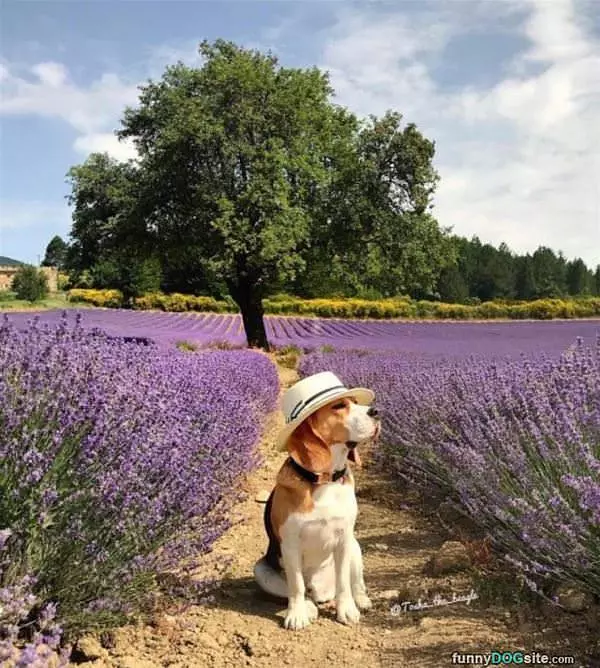 This Is One Cool Dog