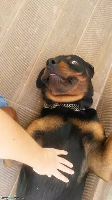 I Love Belly Rubs