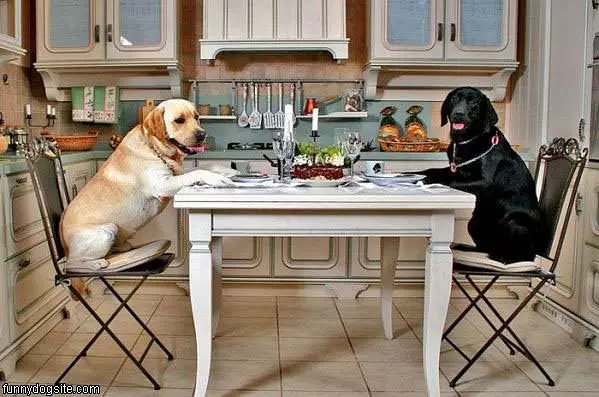 Dog Dinner