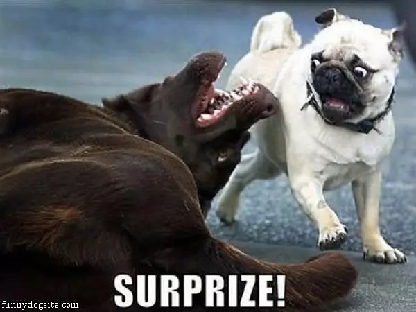 Surprize
