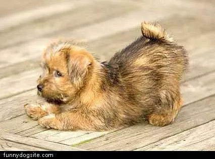 Pup On Docks