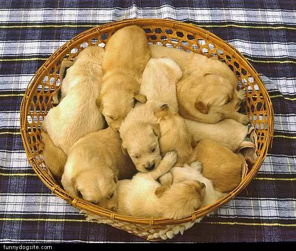 Basket Full Of Pups