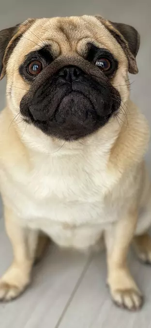 Pug