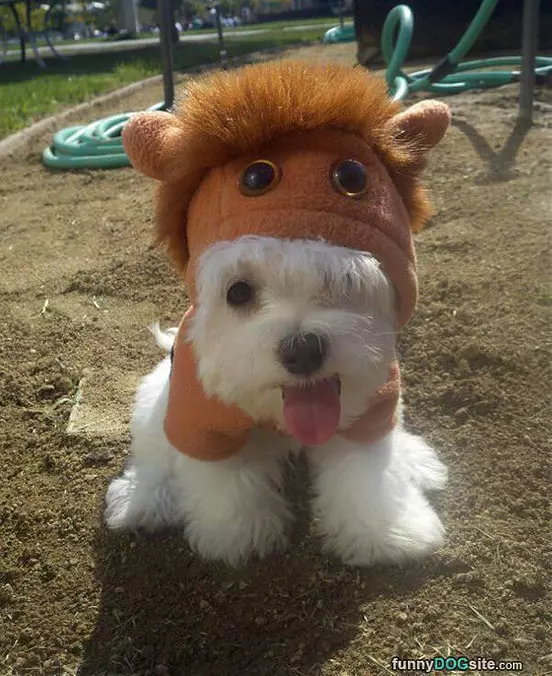 Dressed Up