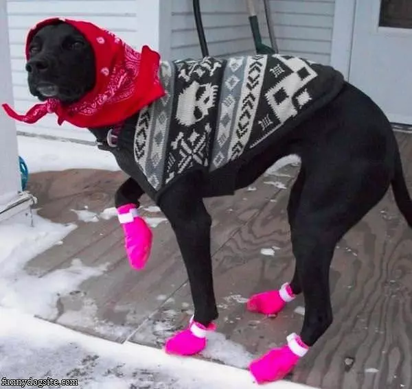 Dressed For Winter
