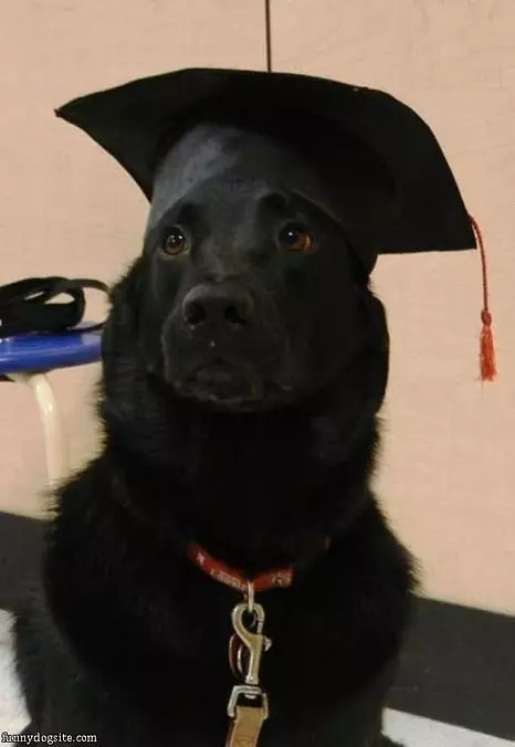 Graduation Dog
