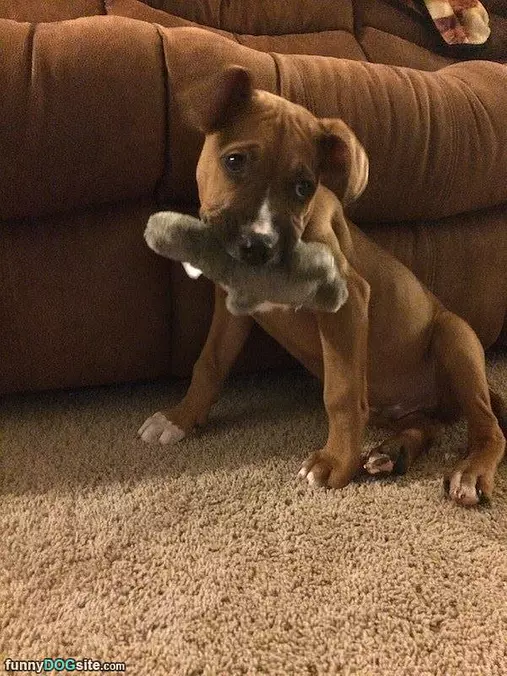 Woof Woof