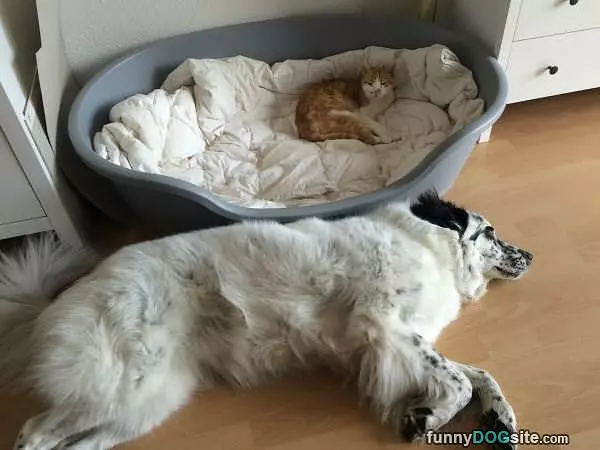 Darn Cat