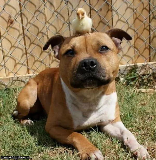 Whats On My Head