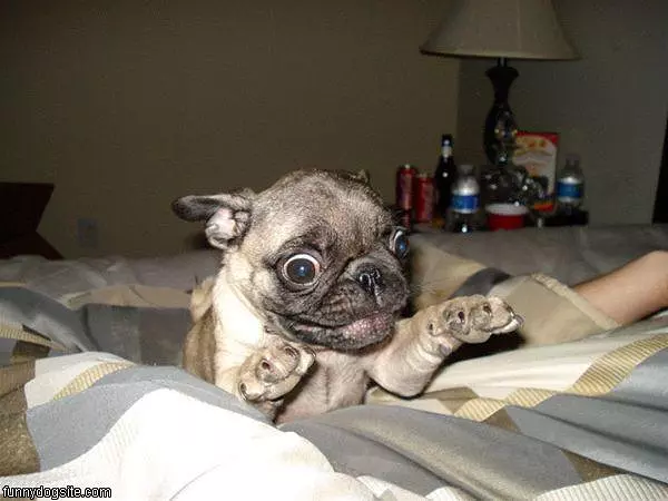 Lilah The Pug