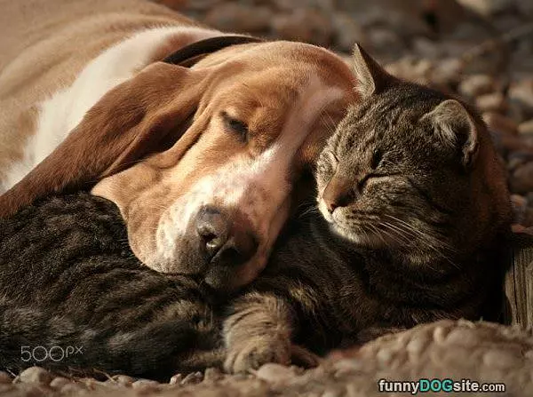 Napping Together