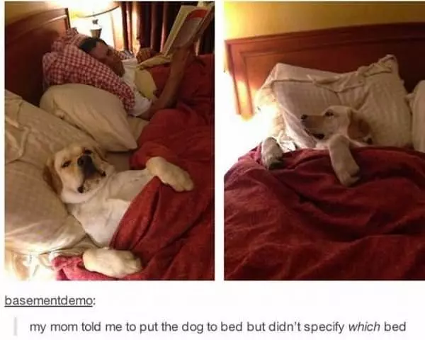 Which Bed