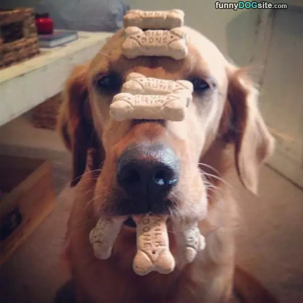 I Want This Treat