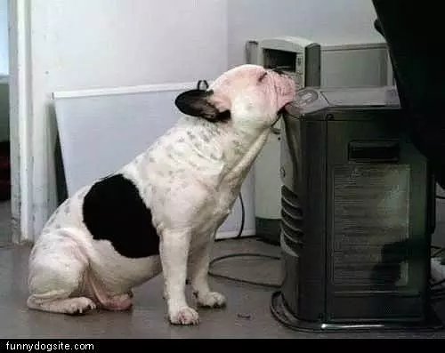 Dog Likes Hardrive