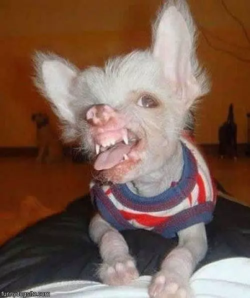 Crazy Dog