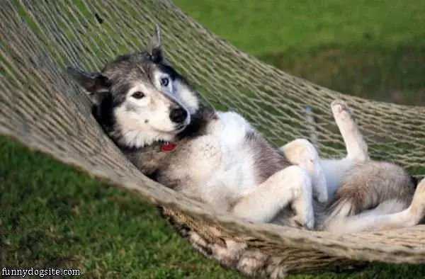 Having Out Relaxing Dog