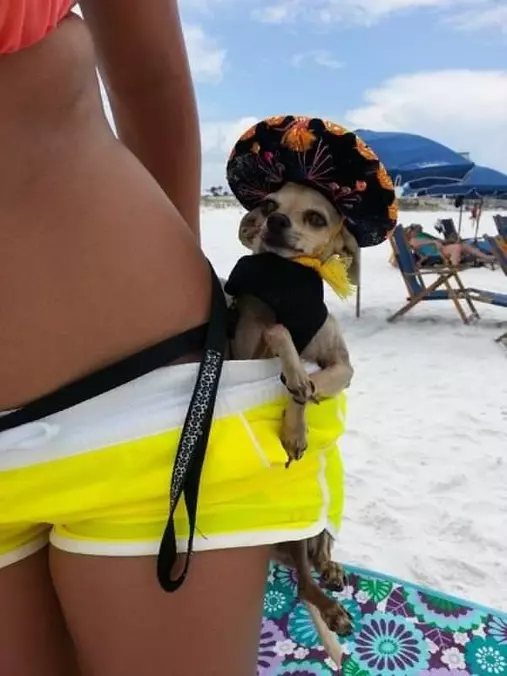 Wont Lose This Dog