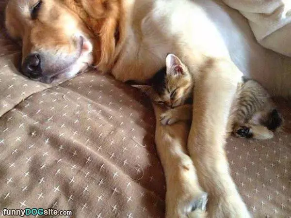 Found A Nice Place To Sleep