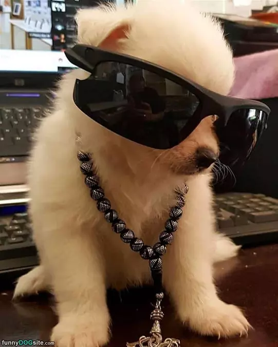 Nice Glasses