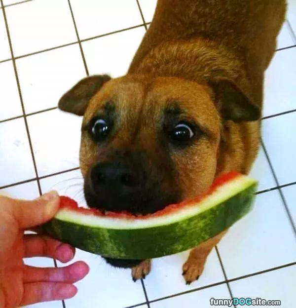 Melon Madness