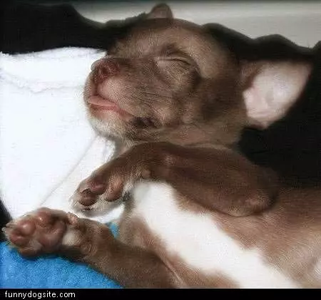 Totally Passed Out Dog