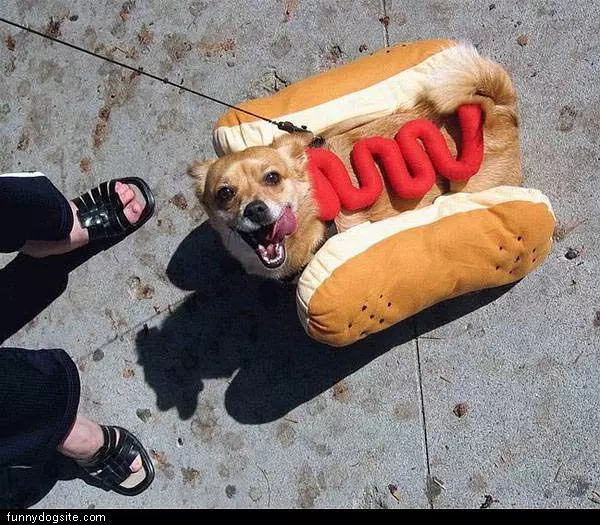 Weiner Dog