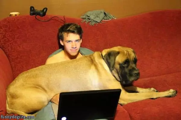 A Lap Dog