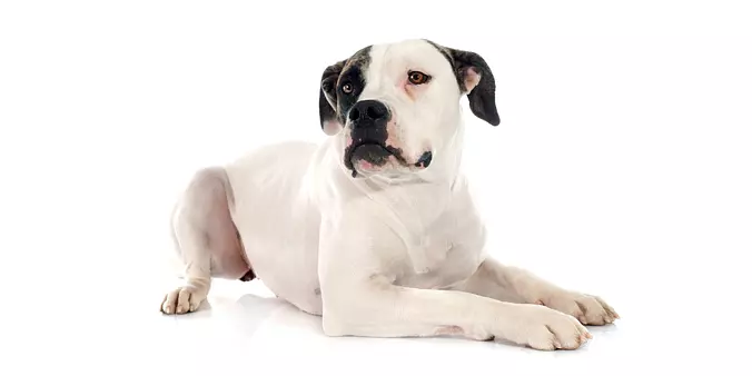 American Bulldog