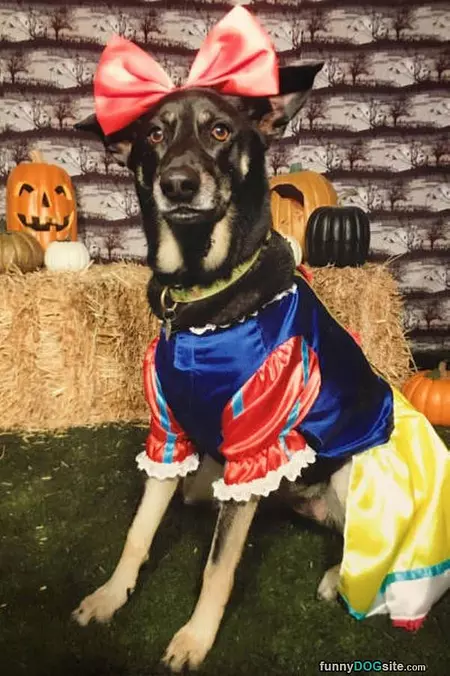 Disney Dog