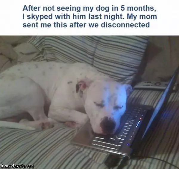 Skyped My Dog