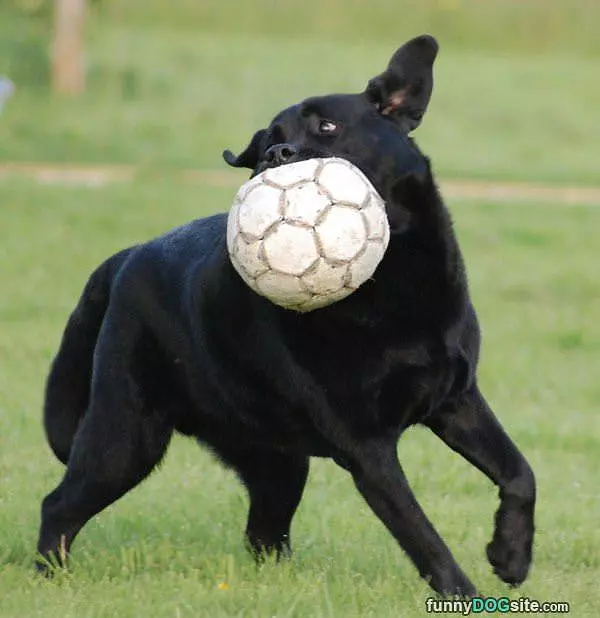 I Love Fetching