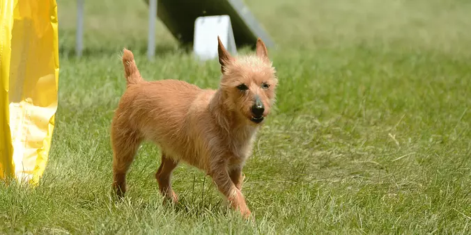 Australian Terrier walking