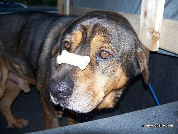 Good_boy