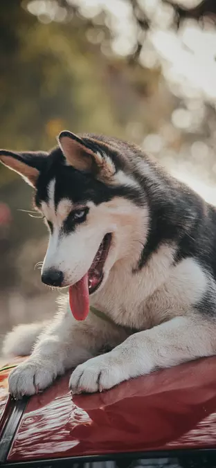 Siberian Husky